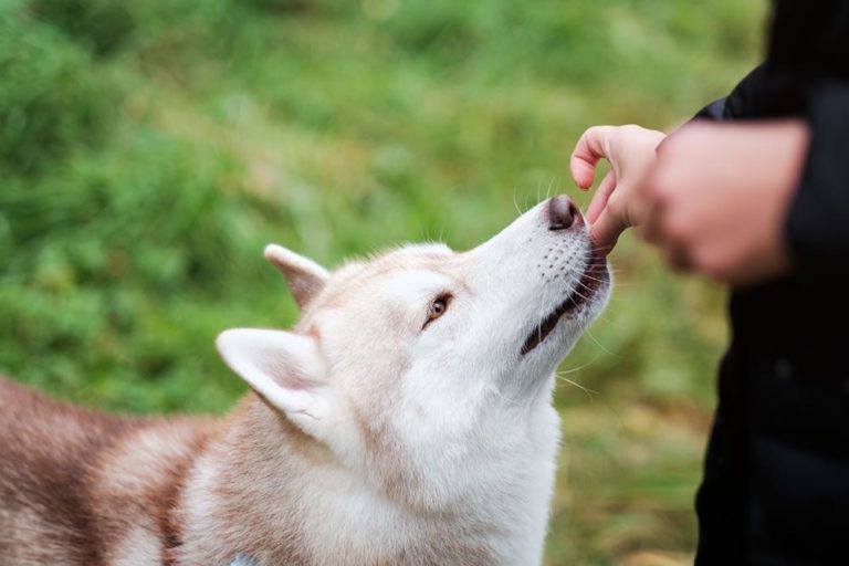 Giving Your Dog Pills